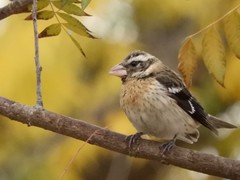 Pheucticus ludovicianus