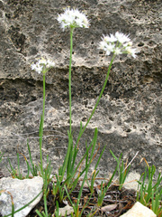 Allium denudatum