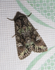 Mamestra configurata