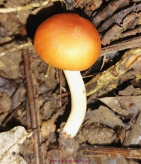 Cuphophyllus