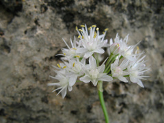Allium denudatum