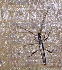 Rhinophthalmus