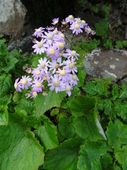 Pericallis steetzii