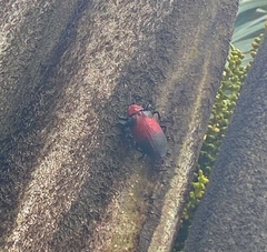 Coraliomela aeneoplagiata