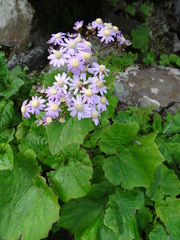 Pericallis steetzii