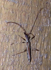 Rhinophthalmus