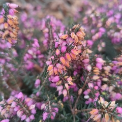 Erica carnea