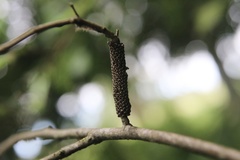 Ormiscodes amphimone