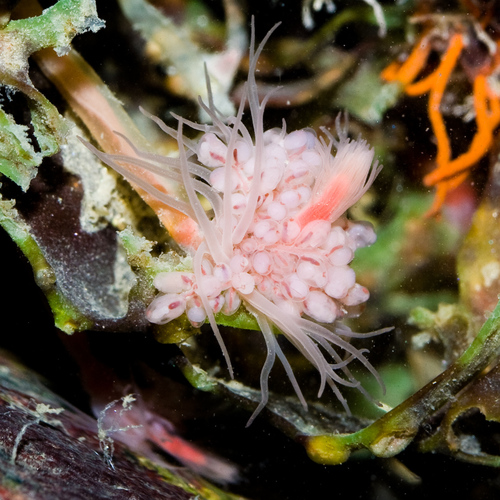 Tubularia indivisa