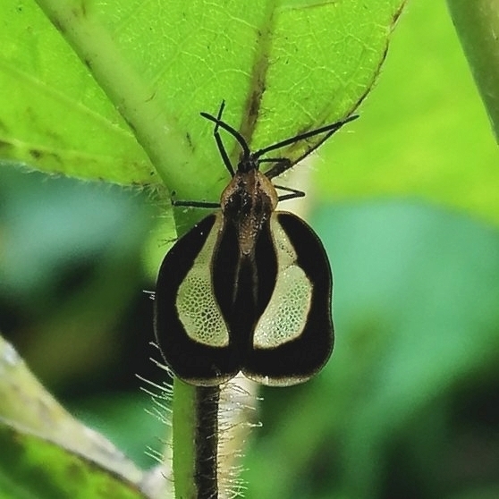 Eurypharsa