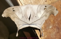 Dysdaemonia australoboreas