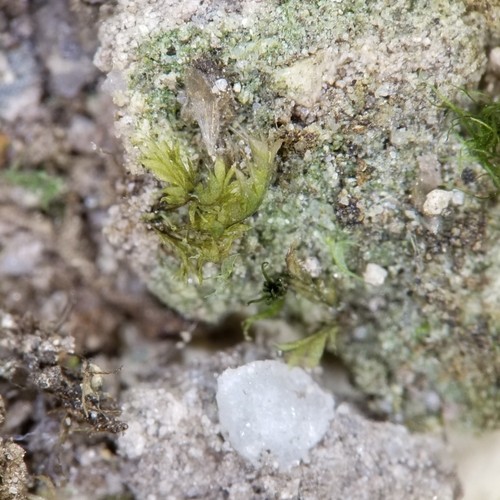 Schistostega pennata image