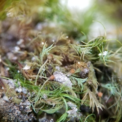 Schistostega pennata image