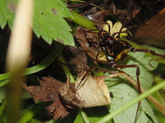Sadocus polyacanthus