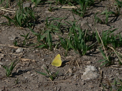 Colias meadii