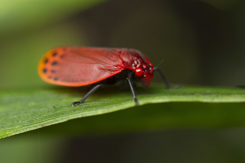Tomaspis biolleyi