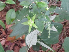 Codonopsis lanceolata