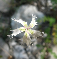 Dianthus awaricus