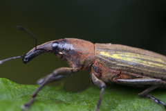 Lixinae