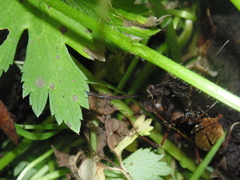 Sadocus polyacanthus