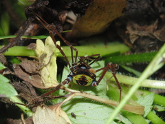 Sadocus polyacanthus