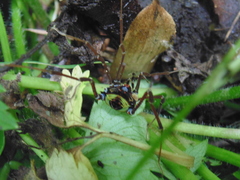 Sadocus polyacanthus