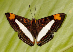 Synargis phliasus velabrum
