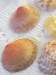 Semelidae
