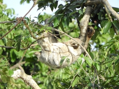 Bradypus variegatus tapajoensis