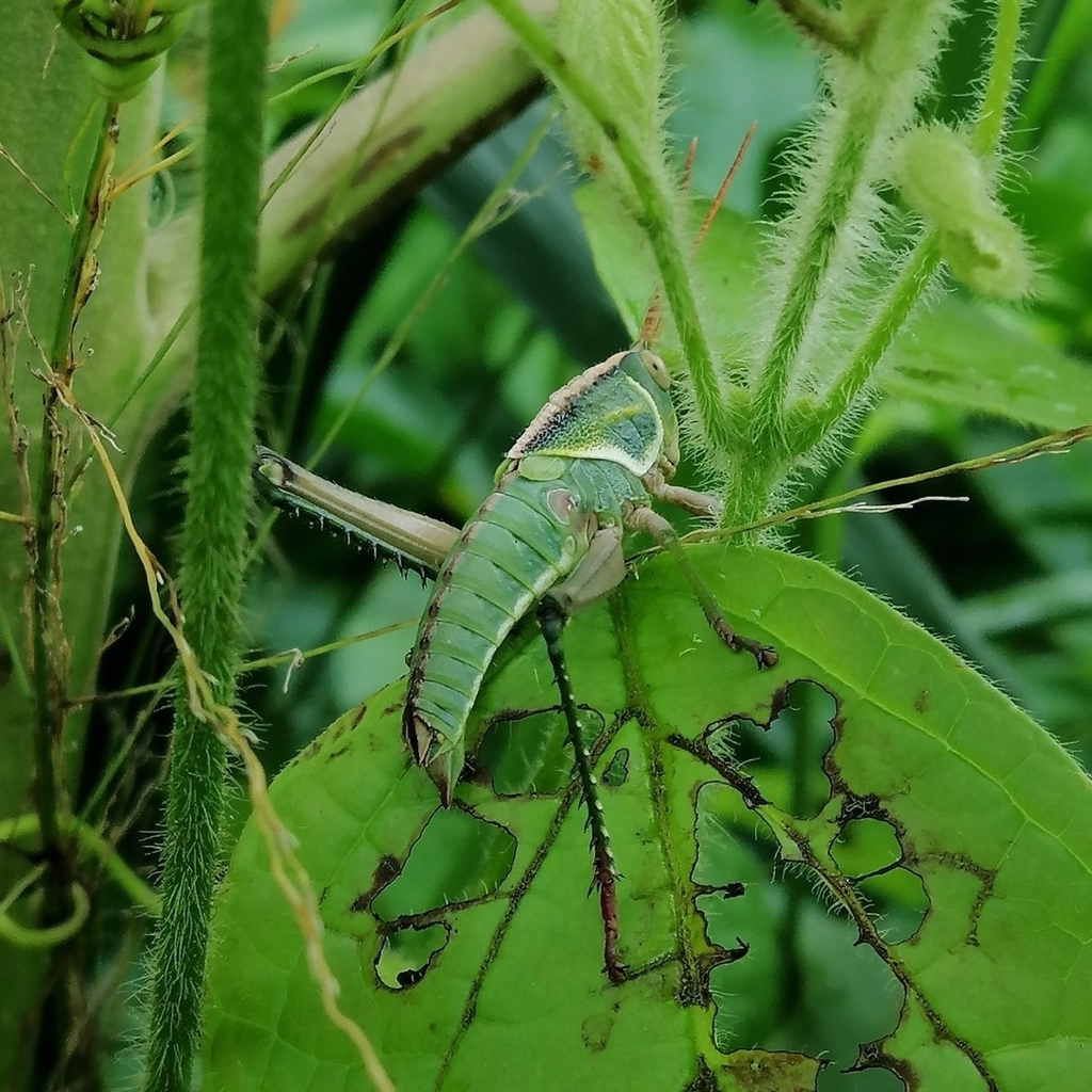 Staleochlora pulchella brachyptera