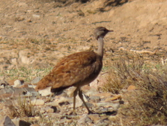 Eupodotis vigorsii vigorsii