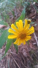 Tithonia hondurensis