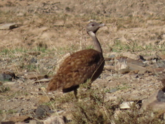 Eupodotis vigorsii vigorsii
