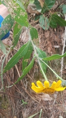 Tithonia hondurensis