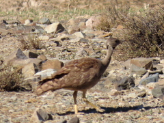Eupodotis vigorsii vigorsii
