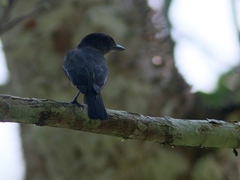 Pachyramphus homochrous