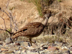 Eupodotis vigorsii vigorsii