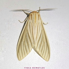 Munona iridescens
