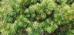 Leptecophylla robusta