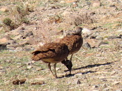 Eupodotis vigorsii vigorsii