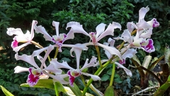 Cattleya