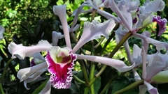 Cattleya
