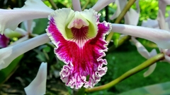 Cattleya