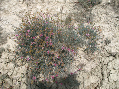 Reaumuria alternifolia