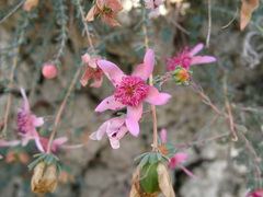 Reaumuria alternifolia