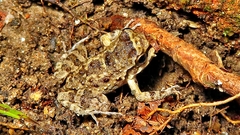 Thoropa miliaris