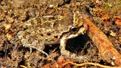 Thoropa miliaris