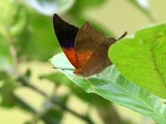 Marpesia furcula