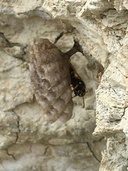Polistes chinensis