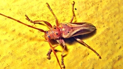 Rhaphiptera